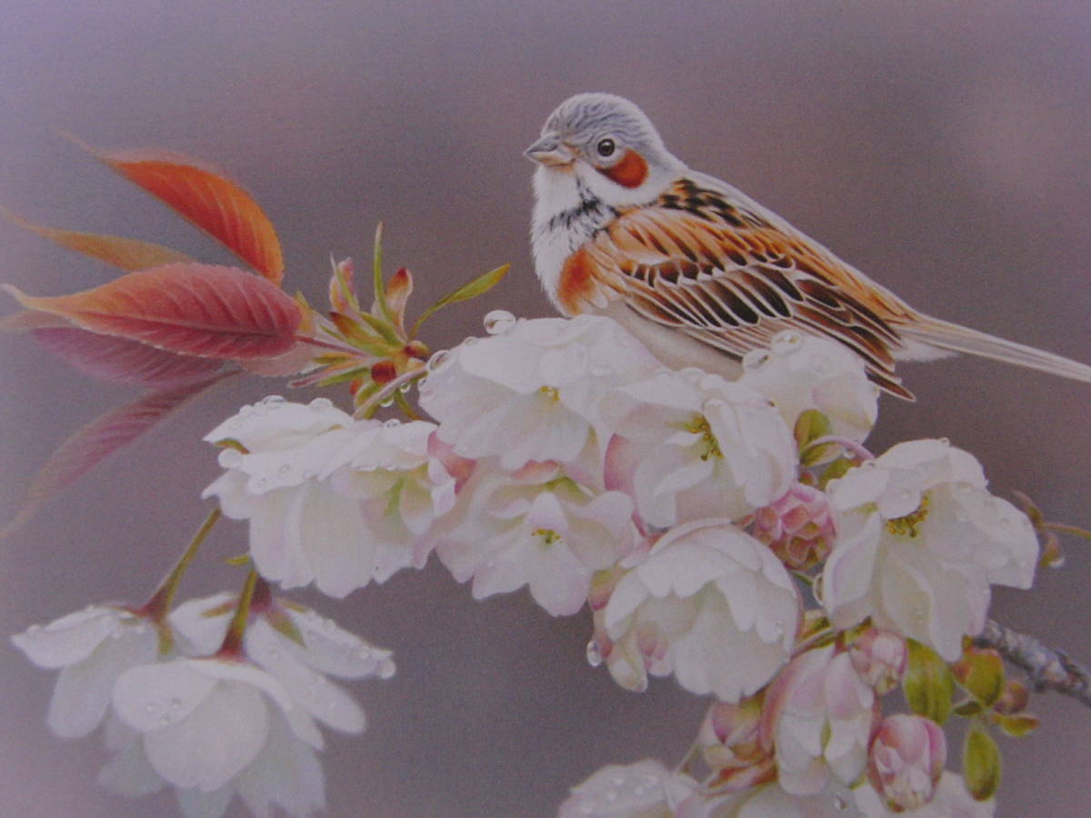 Tsukasa Yamaji, [Doppelte Kirschblüten und Stechpalmenlorbeer], Aus einer seltenen Sammlung von Rahmenkunst, Neuer Rahmen inklusive, In guter Kondition, Porto inklusive, Malerei, Ölgemälde, Natur, Landschaftsmalerei