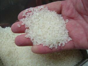 令和３年度産ギフトに　 無洗米こしひかり米5㌔2０００円