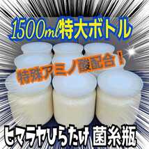 特大菌糸ボトル1500ml【8本】ヒマラヤひらたけ初菌で作成！特殊アミノ酸強化配合！国産オオクワガタ85mm羽化実績！ヒラタ、ギラファにも！_画像1