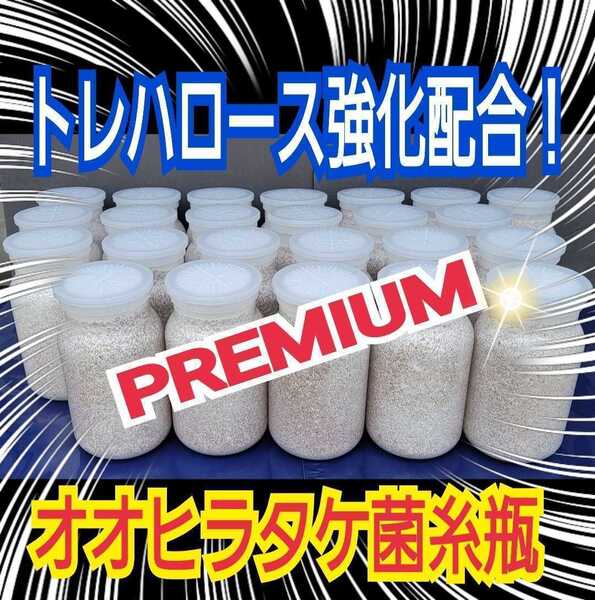 プレミアム菌糸ボトル【8本】トレハロース、ローヤルゼリー、アルギニン強化配合!オオヒラタケの初菌糸のみで作成!クヌギ100%原料使用