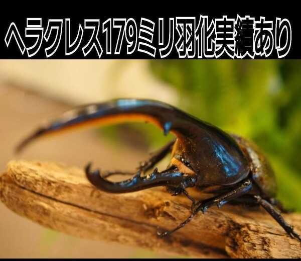 オオヒラタケ菌床を自然発酵させました!バクテリアが活性したカブトムシマット【100L】クヌギ、コナラ原料!国産カブトムシ85mmがゴロゴロ