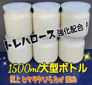 特大菌糸ボトル1500ml【6本】ヒマラヤひらたけ初菌で作成！特殊アミノ酸強化配合！国産オオクワガタ85mm羽化実績☆ヒラタ、ギラファにも！