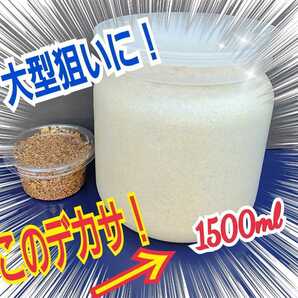 特大菌糸ボトル1500ml【2本】ヒマラヤひらたけ初菌で作成！特殊アミノ酸強化配合！国産オオクワガタ85mm羽化実績☆ヒラタ、ギラファにも！