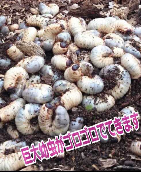 オオヒラタケ菌床を自然発酵させました!バクテリアが活性したカブトムシマット【80L】クヌギ、コナラ原料☆国産カブトムシ85mmがゴロゴロ