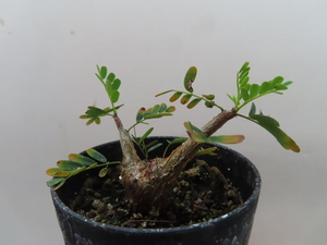 Qt0iwcjsi6prkm Qt0iwcjsi6prkm