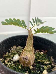 ヤフオク センナメリディオ の落札相場 落札価格 ヤフオク センナメリディオ の落札相場 落札価格