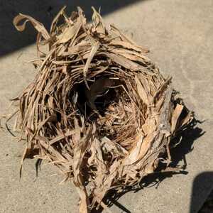  bird. nest * nest hole is a little total length . long nest. * nature / objet d'art /... nest /5