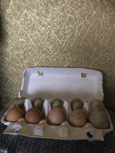 有精卵 【孵化用】ニワトリ　鶏　 種卵10個 有精卵　　無洗卵