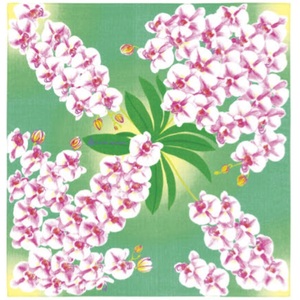  cotton small furoshiki ....[. butterfly orchid MISATO ASAYAMA] middle width approximately 50cm(.. present, place mat .)y092-AMB-05