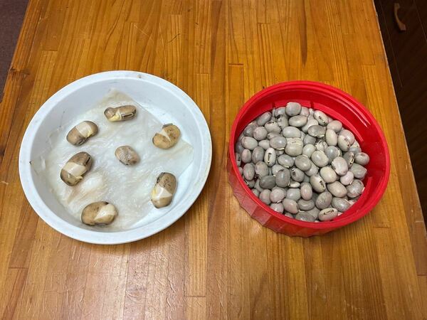 ムクナ豆　乾燥食用豆　100g プラス　発芽豆1粒　栽培から収穫のメモ付