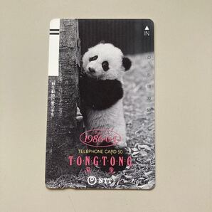 TONGTONG 童童 トントン 50度数