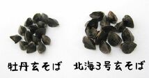 牡丹玄蕎麦450g（ぼたんそばの種）北海道産 生産量の少ない幻の品種 ボタンソバ【メール便対応】_画像5