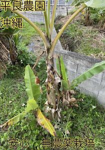 三尺バナナの苗１本　産地直送　沖縄産