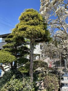 イトヒバ／いとひば／糸桧葉　庭木　樹木　植樹　長野県　見学自由