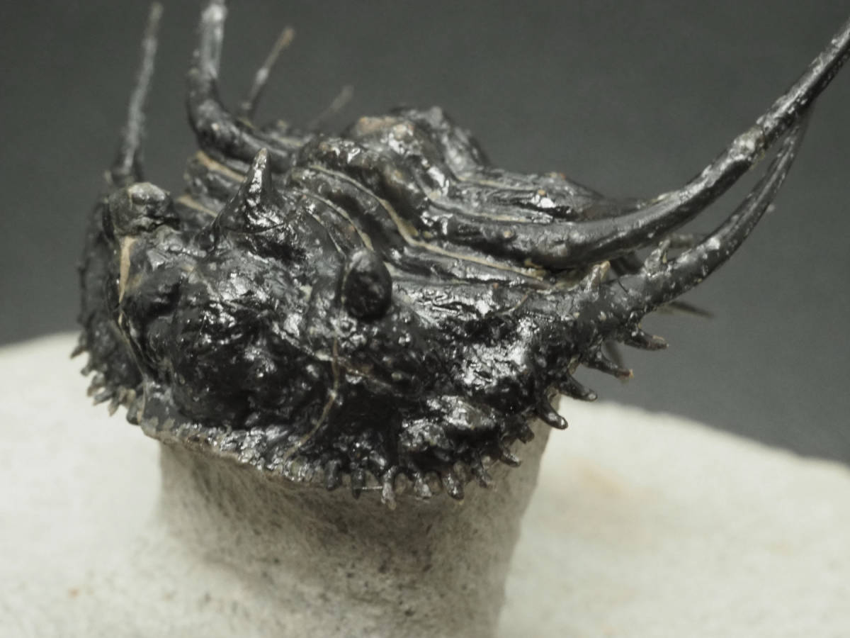 PayPayフリマ|三葉虫【Kolihapeltis rabatensis】【42mm】モロッコ王 ...