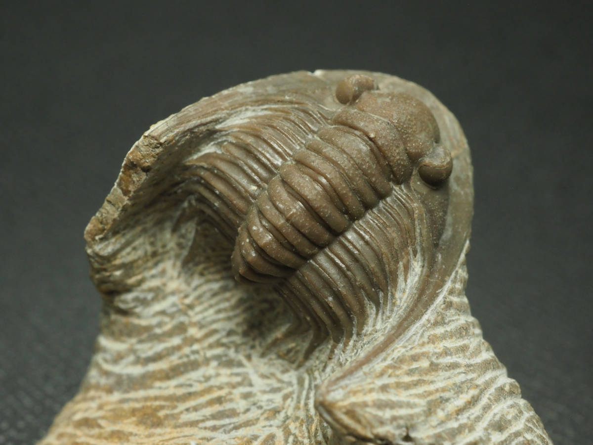 ヤフオク! -三葉虫 化石(化石)の中古品・新品・未使用品一覧