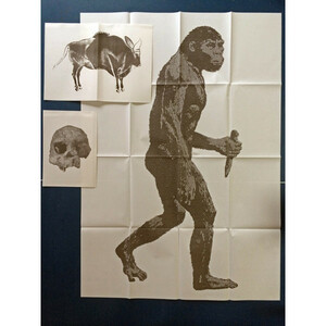 実物大猿人図　北京原人頭骨写真 ラスコー洞窟の壁画(図) 猿人 教材