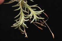 カピラリス　ホルゲリー（Tillandsia capillaris var.horgeri)チランジア　ブロメリア_画像2