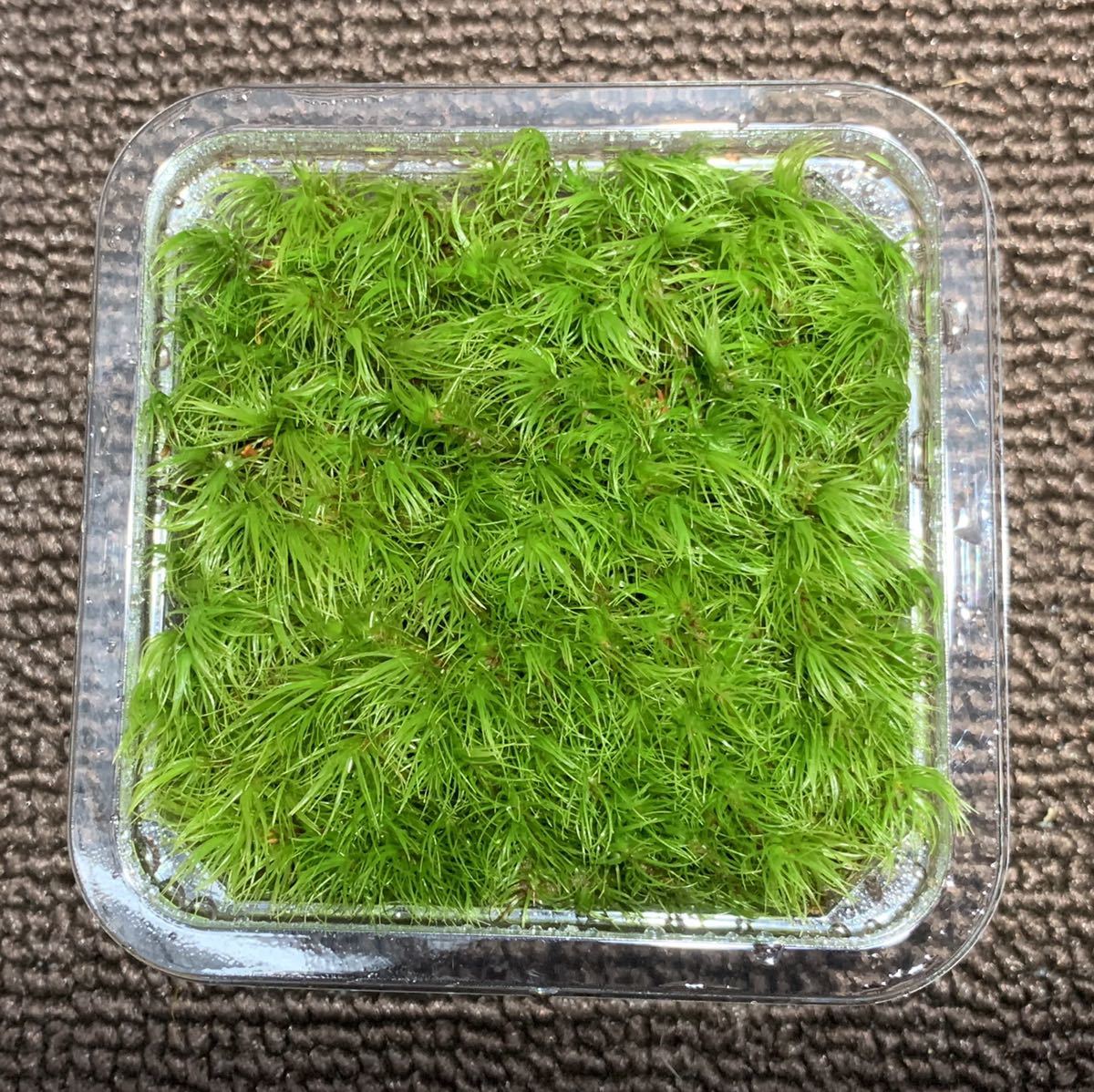 こけ農家直送/品質重視/送料無料/ハイゴケ/60×30cm/5枚/施工管理説明
