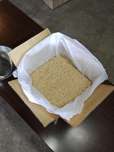 栃木　令和3年産　コシヒカリ　玄米　お試し60サイズ　5kg（白米精米可）②