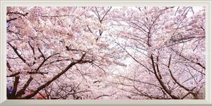 【パノラマ扉なし窓仕様】-窓の景色- さくらの開花 春の景色 桜の木 サクラ 八重桜 ソメイヨシノ 壁紙ポスター 特大版 1152×576mm 025NS1