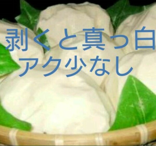 全国送料無料 巨大玉 北海道産 つくね芋 1個 山芋 キレイな純白 プレミアム 父の日ギフト
