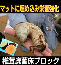 椎茸廃菌床ブロック☆発酵マットに埋め込むと栄養強化になりカブト幼虫がサイズアップ！クワガタ幼虫の餌、産卵木の代わりに！クヌギ100％ _画像5