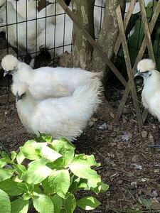 産みたて東京烏骨鶏の有精卵、種卵8個　送料込み（割れ補償込み）