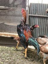 赤笹大軍鶏の種卵（有精卵）割れ保証込み６個(即決で検卵器サービス）_画像2