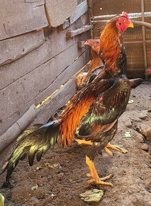 赤笹大軍鶏の種卵（有精卵）割れ保証込み６個(即決で検卵器サービス）