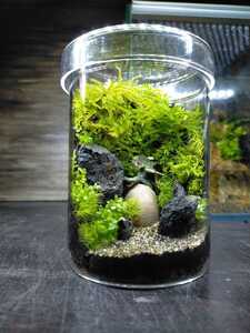 苔テラリウム 恐竜入り