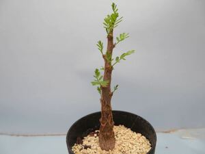 82 Senna meridionalis センナ メリディオナリス サボテン 多肉植物　塊根　コーデックス 塊茎