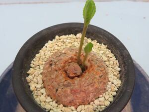 91 Dorstenia sp, nova aff, benguellensis ドルステニア サボテン 多肉植物　塊根　コーデックス 塊茎