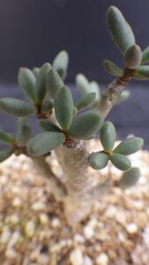 多肉植物　チレコドン　Xブレッキアエ　ISI 1778　(hybrid)　冬型塊根塊茎種