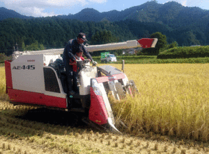 令和３年 兵庫県産 減農薬 マンゲツモチ 送料無料　２５Ｋｇ（風袋込み） 玄米