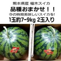 【送料無料◎１スタ!!!!!】熊本県産 植木スイカ 特大 品種おまかせ！1玉約7〜9k 2玉入り 家庭用_画像1