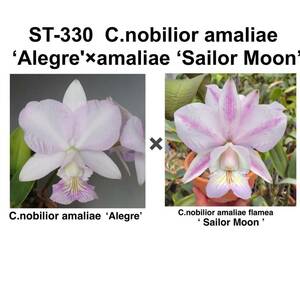 洋蘭原種 ST-330 C.nobilior amaliae 'Alegre'×amaliae (flamea)　ノビリオールフラメア期待苗 