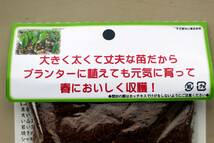 【送料込】【プランターで美味しく収穫】行者にんにく7年物太球根苗パッケージ3本【休眠打破処理済】_画像4