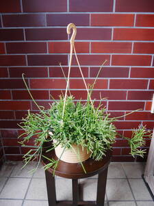 観葉植物　インテリア　多肉植物　リプサリス　1　高さ約30センチ