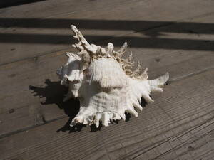 [2Ma22 flat ③] unused shell collection interior objet d'art 