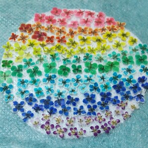 978 アリッサム 押し花