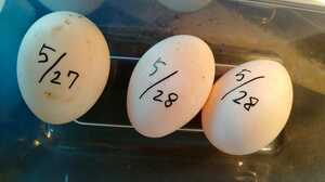 異血統コールダックの種卵有精卵3個