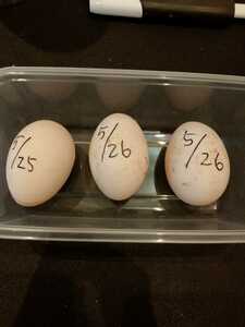 純白コールダック異血統3羽の有精卵 種卵 送料無料 足環10個オマケします