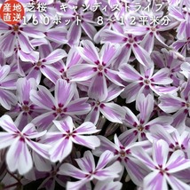 高品質 芝桜 キャンディストライプ（多摩の流れ） 白地にピンク縞種 ９cmポット苗 １６０株 シバザクラ グランドカバー_画像1