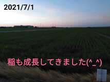 特別栽培米新潟県産コシヒカリ20kg_画像3