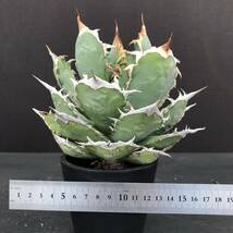 No.143【 AGAVE TITANOTA FO-076 】ボールタイプ 特選株 アガベ チタノタ 塊根 コーデックス サボテン 多肉植物_画像2