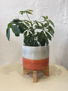 【鉢なし価格】ハート葉シェフレラ カポック 観葉植物 【人気鉢FARM】