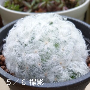 サボテン シラホシ 抜き苗のみ