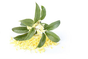 * economical * high quality * osmanthus * Absolute 10%*30ml