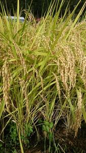 令和3年度-コシヒカリ　農家直送　新米30kg玄米　混ざりなし　(10袋)